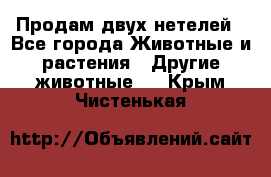 Продам двух нетелей - Все города Животные и растения » Другие животные   . Крым,Чистенькая